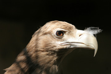 The portrait of White-tailed Eagle