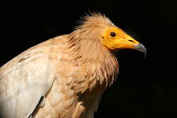 The portrait of  Egyptian Vulture