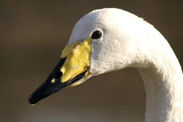 The portrait of Whooper Swan