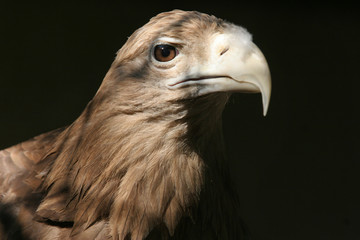 The portrait of White-tailed Eagle