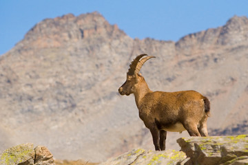 Ibex Male on a High Mountain background - Gran Paradiso Park