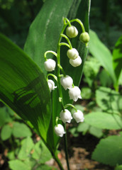 Wild flowers Lily ( lily of the valley )