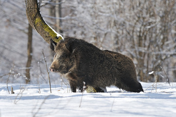 wild boar in the winter