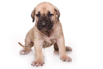 Dogo Canario puppy on white backround