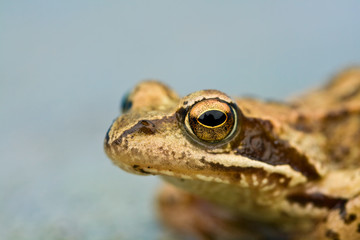 Young toad on the concrete