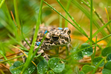 Young toad in the grass