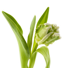 Obraz premium Green Tulip