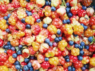 Background from  forest berries of cloudberries and  bilberry