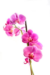 Fototapeta na wymiar Kwiat orchid - phalaenopsis