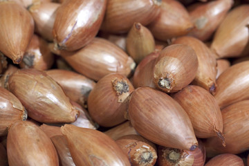 Echalotes roses en gousse