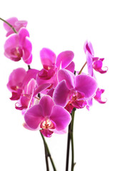 Obraz na płótnie Canvas Kwiat orchid - phalaenopsis