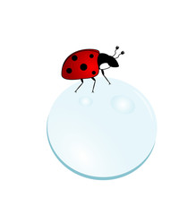 Fototapeta premium Ladybug on a bubble