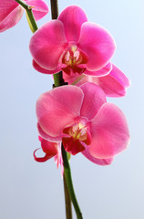 Naklejka na ściany i meble Kwiat orchid - phalaenopsis