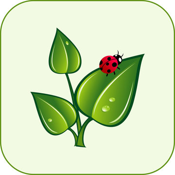 Green leaves with ladybug. Vector