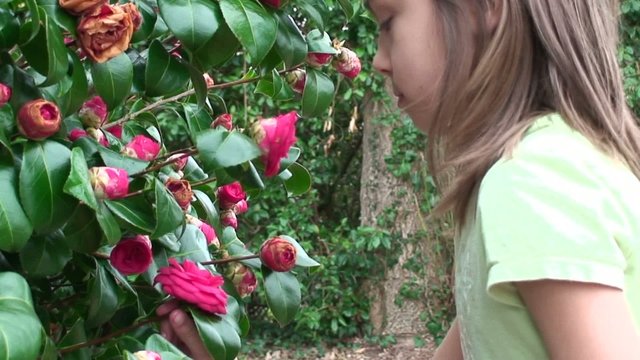 sentir les cam&eacute;lias