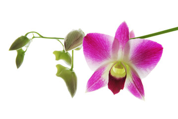 Obraz premium Fresh violet orchids isolated on white background
