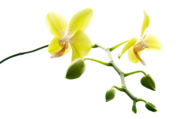 Obraz premium Fresh yellow orchids isolated on white background