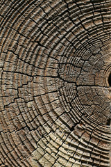 Old pine tree cut texture