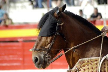 Caballo de picador en corrida de toros 69
