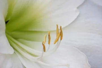 Gordijnen Witte leliebloem © SNEHIT PHOTO