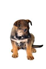 Obraz premium brown dog