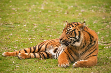 Fototapeta na wymiar tiger relaxing