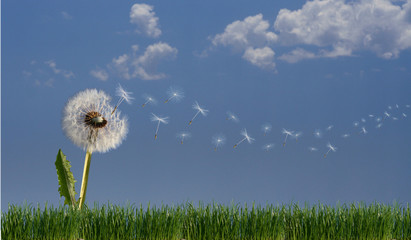 Pusteblume