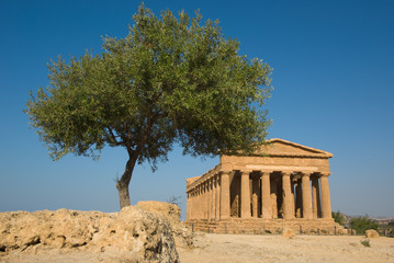 doric temple of Concord in the valley of temples and olive tree