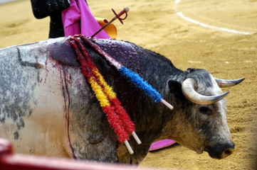 Toro de lidia 26