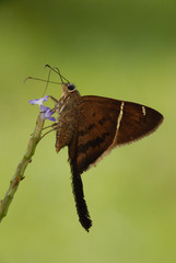Potrillo skipper - (Cabares potrillo)
