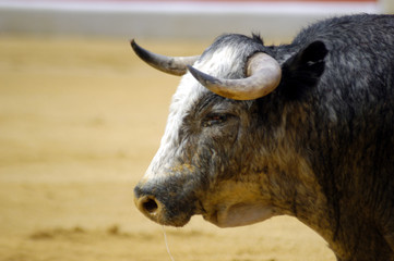 Toro de lidia 80