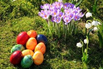 Fototapeta premium Ostereier, Krokusse, Märzbecher, Frühlingswies