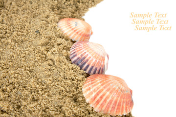 seashells on the beach