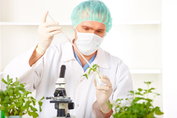 Researcher holding up a GMO plant in the laboratory