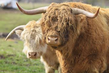 Highland Cattle Pair