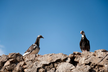 Greek Pigeons