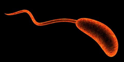 vibrio bacteria on black background