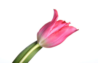 Red tulip on white background