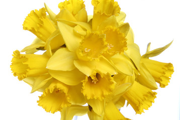 Bunch of daffodils on white background