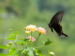 Fototapeta premium Big swallowtail butterfly flying