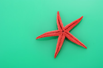 Fototapeta na wymiar starfish on green background