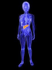 weiblicher Körper mit markierter Bauchspeicheldrüse