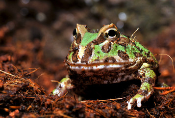 Naklejka premium horned frog