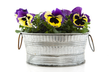 Pansies in zinc bucket