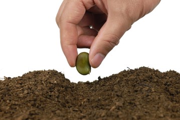 sowing