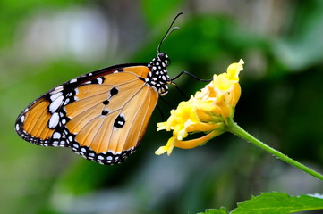 Plain Tiger Butterfly