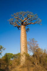Baobab tree, Madagascar