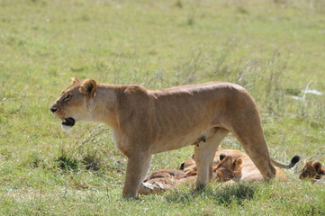 Fototapeta na wymiar Löwenfamilie