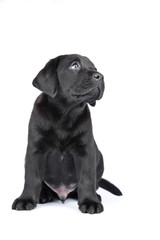 Charming puppy labrador on a white background. See other puppies