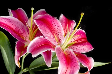 Foto auf Acrylglas Blumenlilie (Lilien) © elen_studio